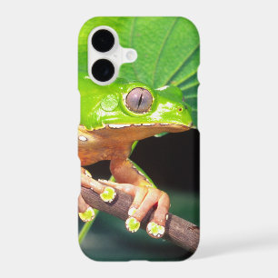 Giant Bicolor Monkey Treefrog, Phyllomedusa