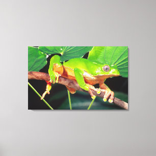 Giant Bicolor Monkey Treefrog, Phyllomedusa Canvas Print