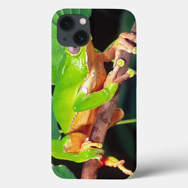 Giant Bicolor Monkey Treefrog, Phyllomedusa Case-Mate iPhone Case (Back)