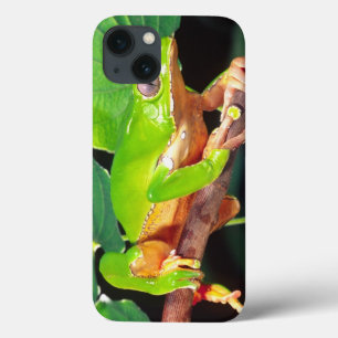 Giant Bicolor Monkey Treefrog, Phyllomedusa iPhone 13 Case