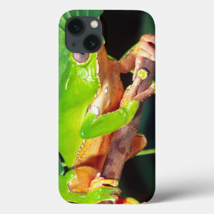 Giant Bicolor Monkey Treefrog, Phyllomedusa iPhone 13 Case