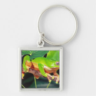 Giant Bicolor Monkey Treefrog, Phyllomedusa Keychain