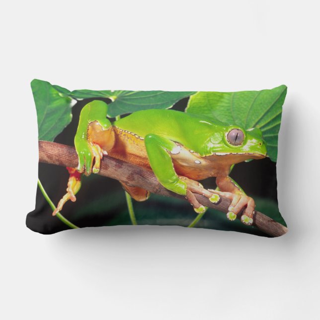 Giant Bicolor Monkey Treefrog, Phyllomedusa Lumbar Pillow (Front)