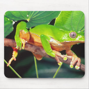 Giant Bicolor Monkey Treefrog, Phyllomedusa Mouse Pad