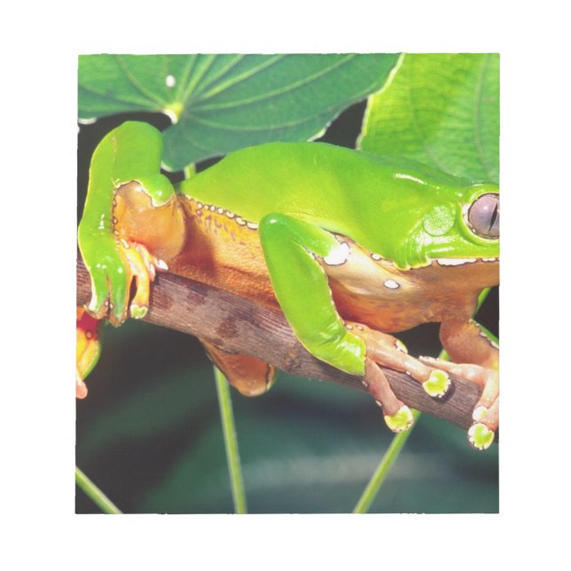 Giant Bicolor Monkey Treefrog, Phyllomedusa Notepad (Front)