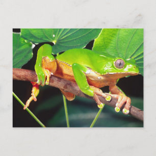 Giant Bicolor Monkey Treefrog, Phyllomedusa Postcard