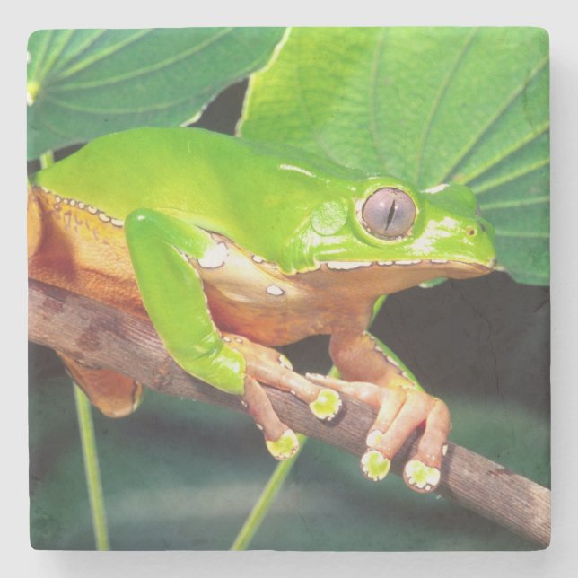Giant Bicolor Monkey Treefrog, Phyllomedusa Stone Coaster (Front)