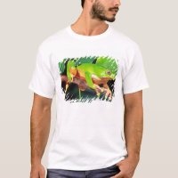 Giant Bicolor Monkey Treefrog, Phyllomedusa