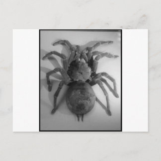 Giant bird eating spider postcard