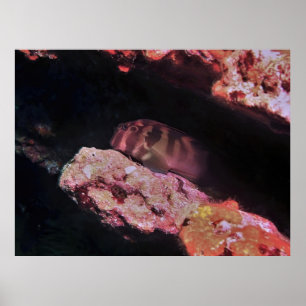 Giant Blenny Poster