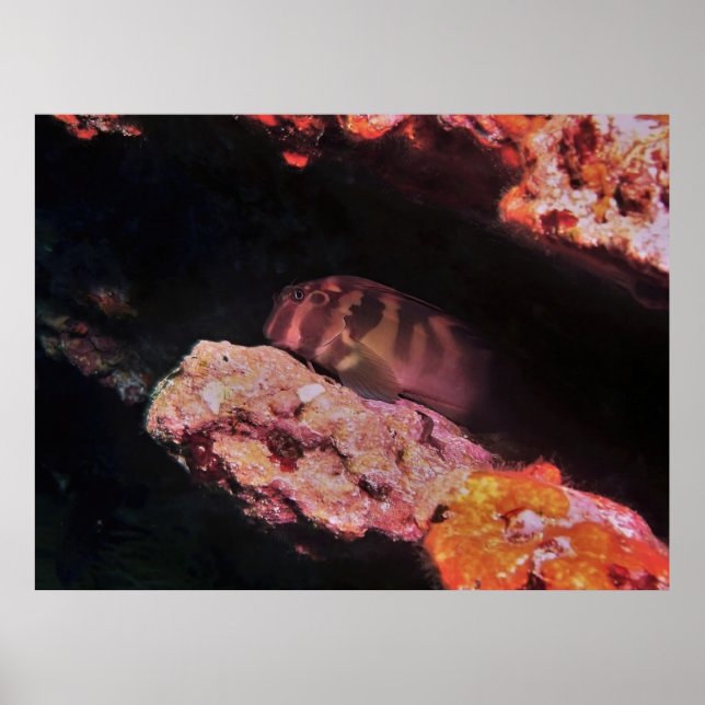 Giant Blenny Poster (Front)