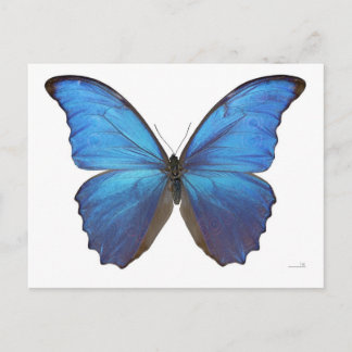 Giant Blue Morpho Butterfly Postcard