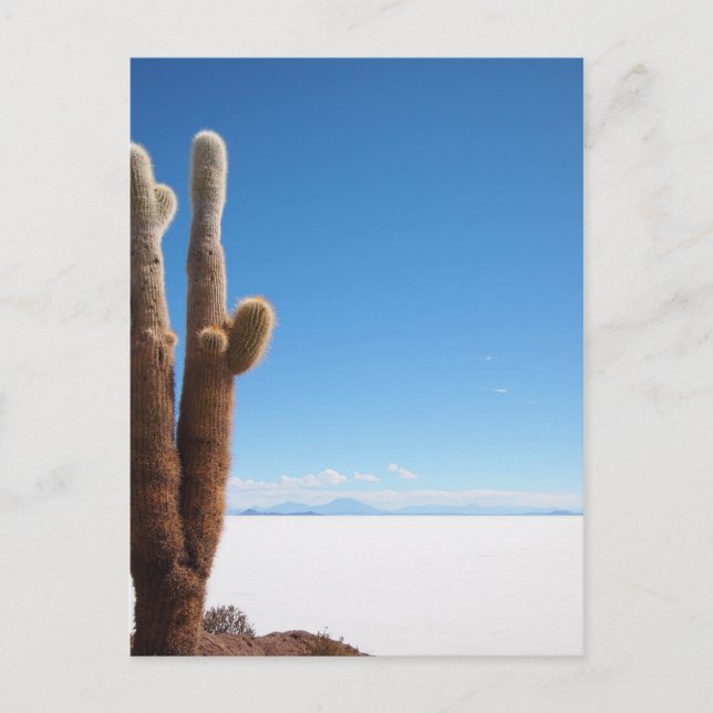 Giant cactus on the Salar de Uyuni postcard (Front)