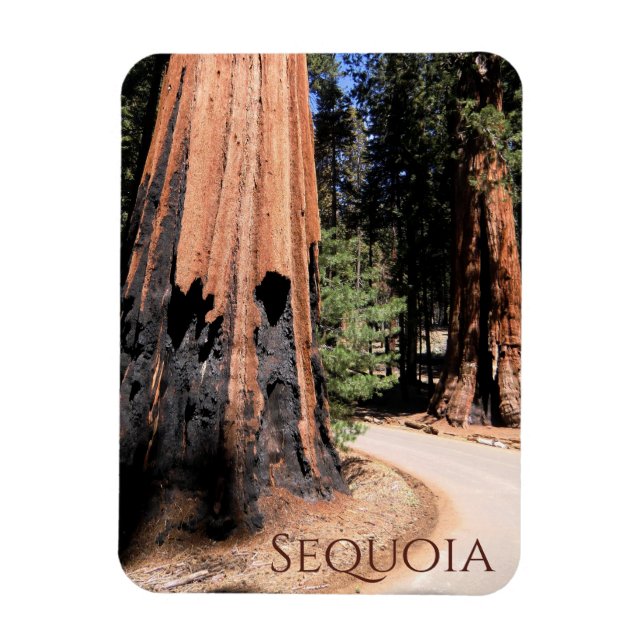 Giant Cinnamon Colour Tree in Sequoia National Par Magnet (Vertical)