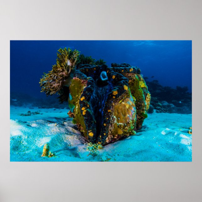 Giant Clam on the Great Barrier Reef Poster (Front)