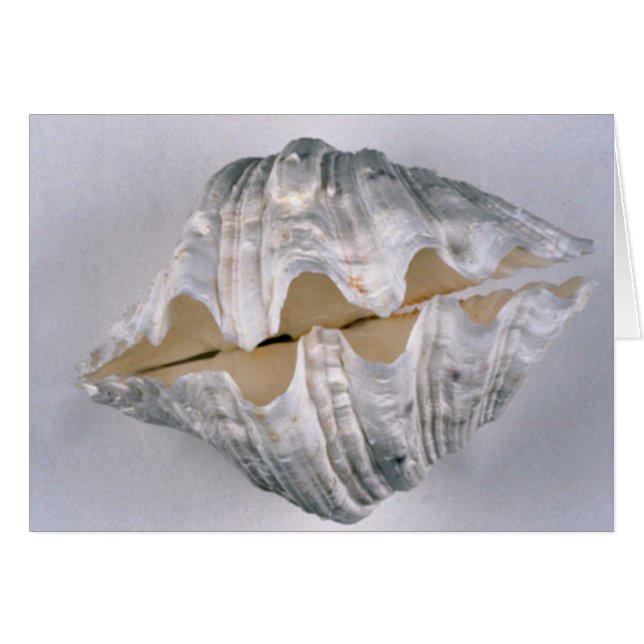 giant clam shell for decorative use (Front Horizontal)