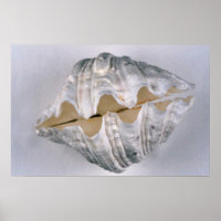 giant clam shell for decorative use