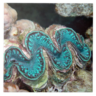 Giant Clam Tile