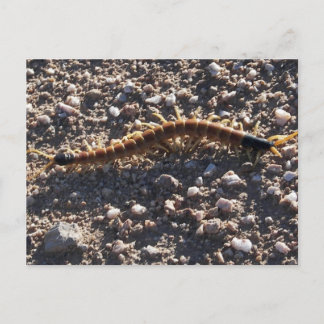 Giant Desert Centipede Postcard