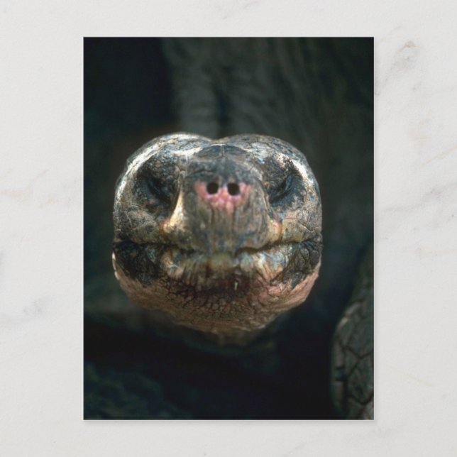 Giant Dome-Shaped Tortoise Postcard (Front)