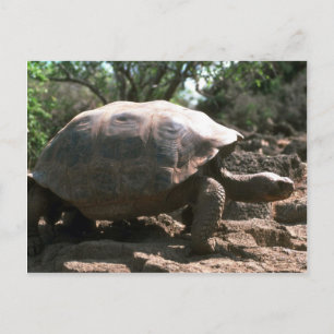 Giant Dome-Shaped Tortoise Walking Postcard