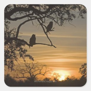 Giant Eagle Owls (Bubo lacteus) silhouetted at Square Sticker