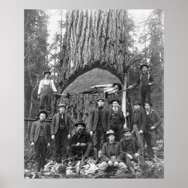 Giant Fir Tree Ready to Fall, 1902 Poster (Front)