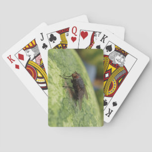 GIANT Fly Deck of Playing Cards