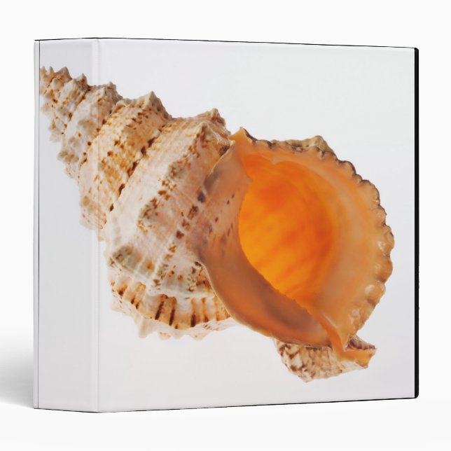 Giant Frog shell (Tutufa bubo) against white Binder (Front/Spine)