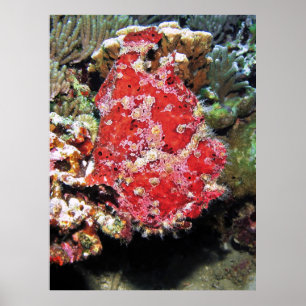 Giant Frogfish Portrait Poster