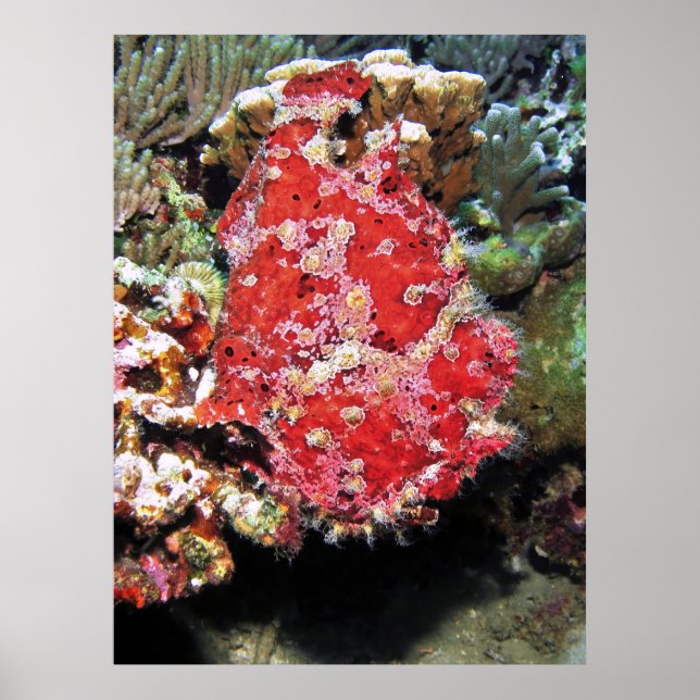 Giant Frogfish Portrait Poster (Front)