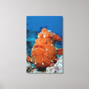 Giant Frogfish showing its fishing lure (Antennari Canvas Print