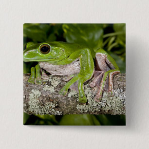 Giant Gliding Frog, Polypedates dennysi ssp, 2 Inch Square Button