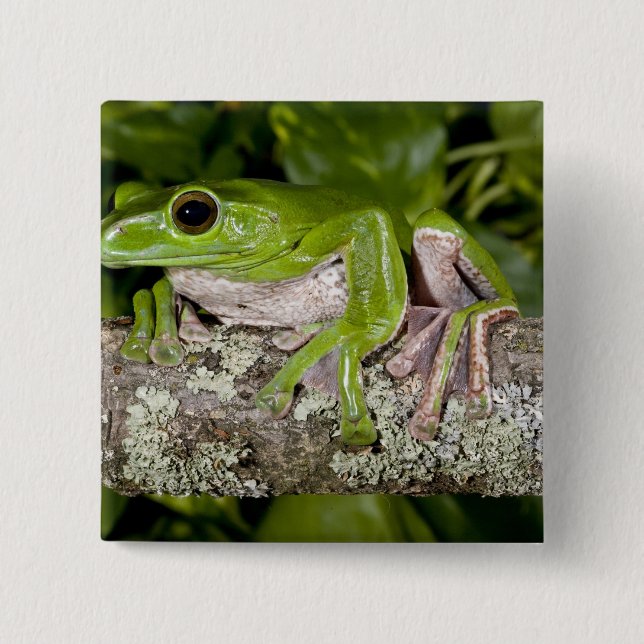 Giant Gliding Frog, Polypedates dennysi ssp, 2 Inch Square Button (Front)