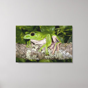 Giant Gliding Frog, Polypedates dennysi ssp, Canvas Print