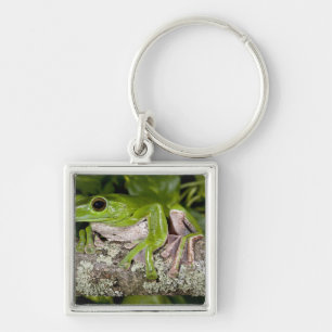 Giant Gliding Frog, Polypedates dennysi ssp, Keychain