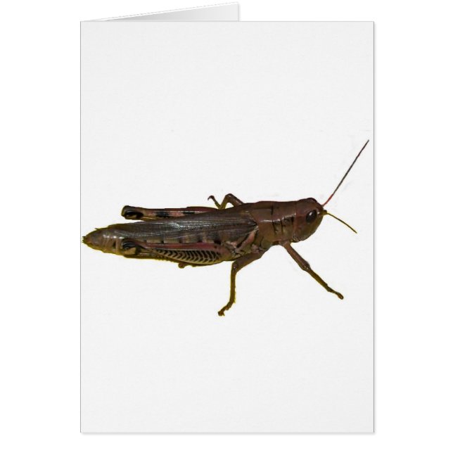 Giant Grasshopper (Front)