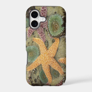 Giant green anemones and ochre sea stars