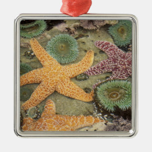 Giant green anemones and ochre sea stars metal ornament