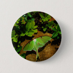 Giant Green Luna moth 2 Inch Round Button
