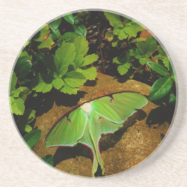 Giant Green Luna moth Coaster (Front)