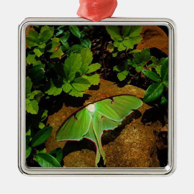 Giant Green Luna moth Metal Ornament (Front)
