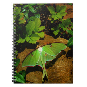 Giant Green Luna moth Notebook