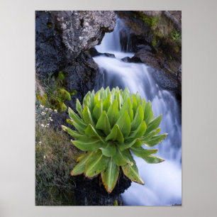 Giant Groundsel Or Dendrosenecio 2 Poster