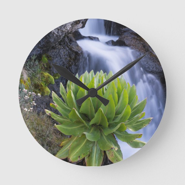 Giant Groundsel Or Dendrosenecio 2 Round Clock (Front)