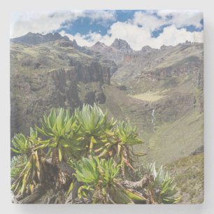 Giant Groundsel Or Dendrosenecio Stone Coaster