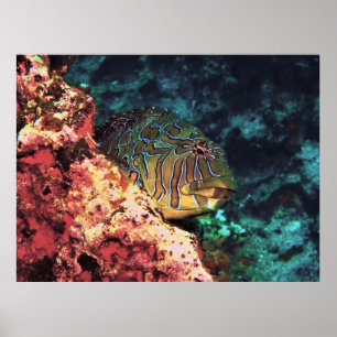 Giant Hawkfish of Galapagos Poster