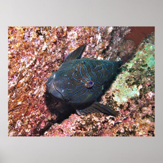 Giant Hawkfish Portrait Poster (Front)