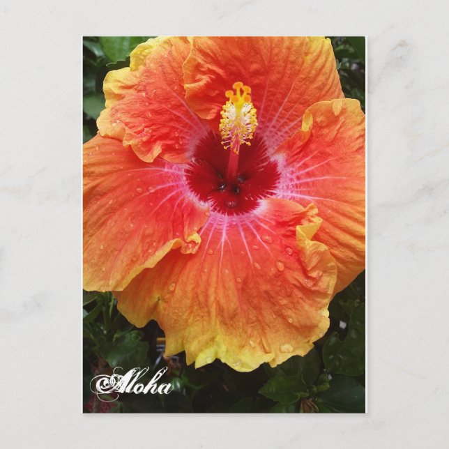 Giant Hibiscus Aloha postcard (Front)