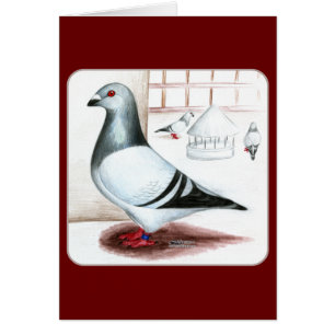 Giant Homer Pigeon 1973